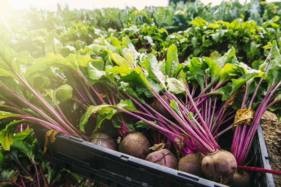 beetroot